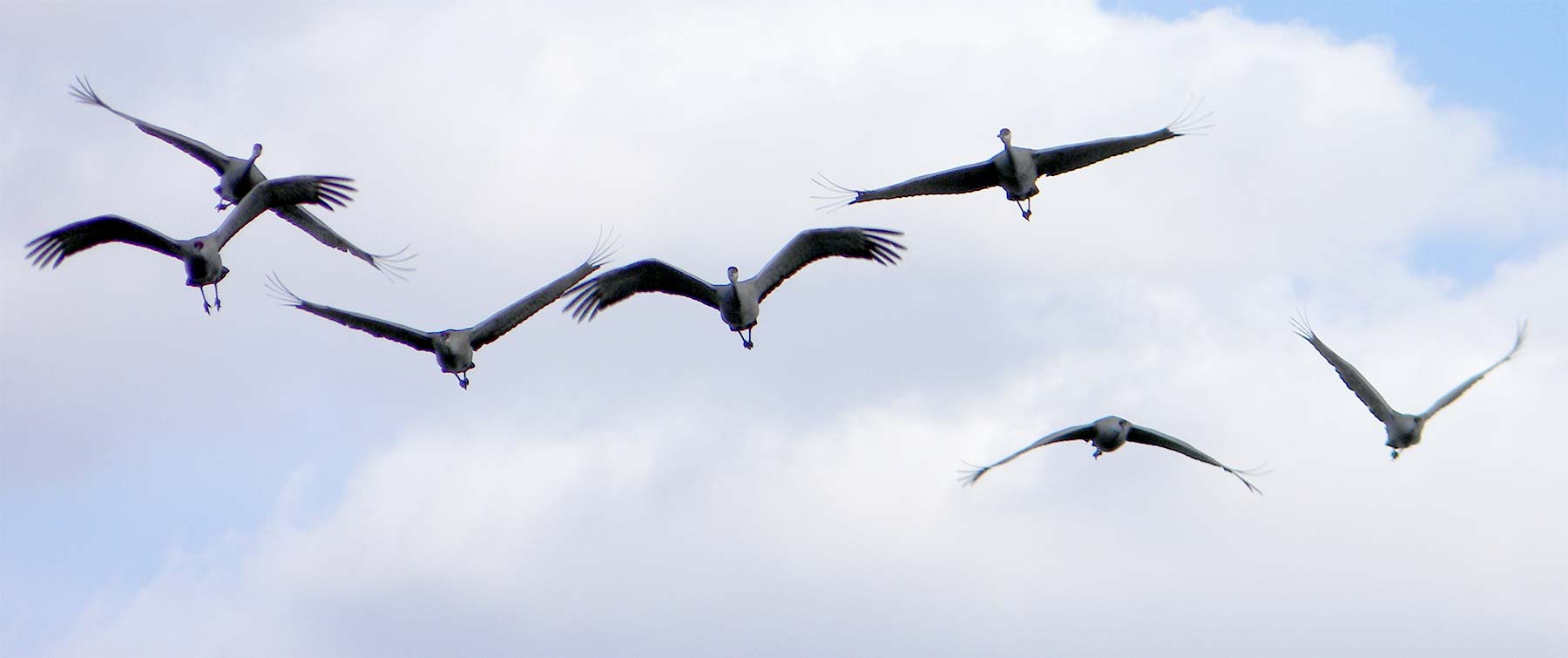 Flyover Cards (sandhill cranes - photo by Max)